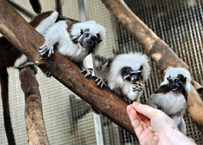 Conservation of Colombia's Cotton-top Tamarin is a Community Effort! - Jane  Goodall's Good for All News