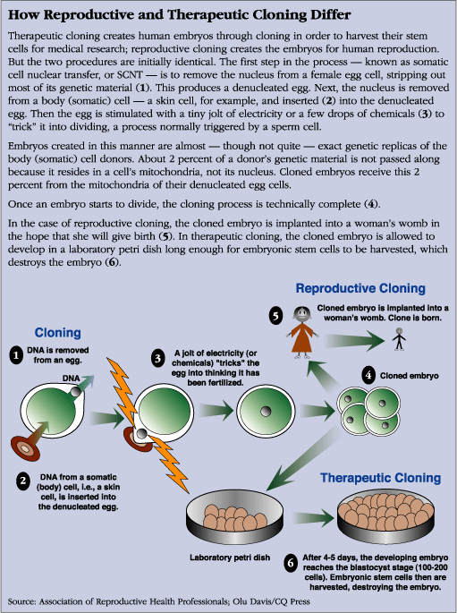 therapeutic cloning diagram