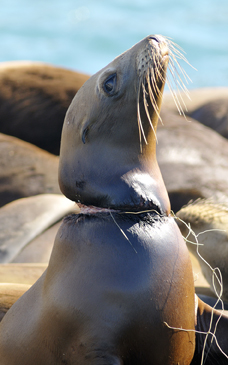 Marine animals are swallowing and becoming entangled in plastic at alarming  rates, report finds - ABC News