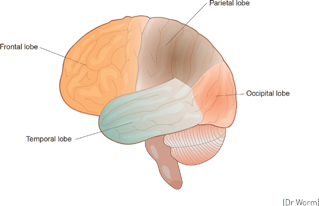 The Nervous System Is the Body's Central Control Unit Body Organs Book  Grade 4 Children's Anatomy Books: Baby Professor: 9781541980273: Books 