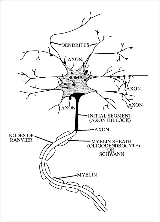 Axon Hillock Definition, Function & Location - Video & Lesson