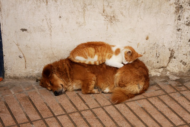 A picture shows a brown dog sleeping on the ground with its back against a wall. A much smaller brown-and-white cat is also asleep on top of the dog.