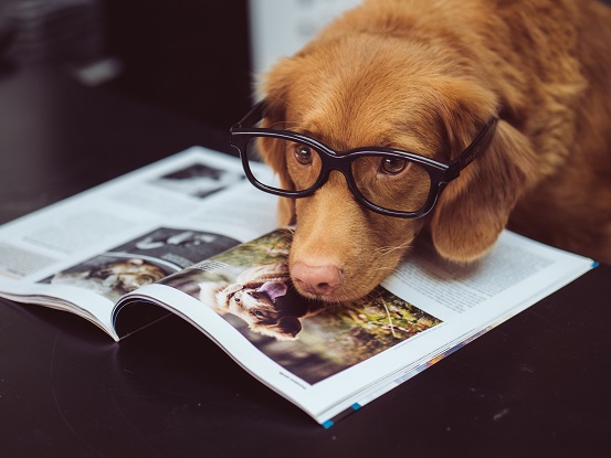 A picture shows a brown dog wearing glasses with its head lying on an open picture book.